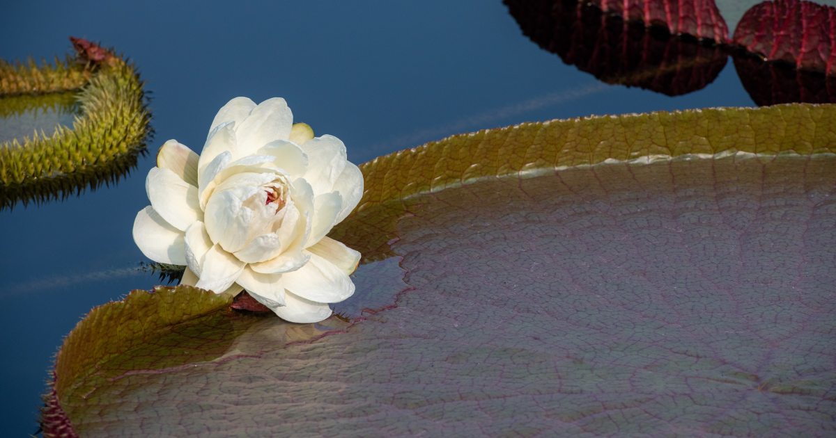 Growing From Afar | Longwood Gardens